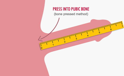 Illustration of how to measure the length of an erection